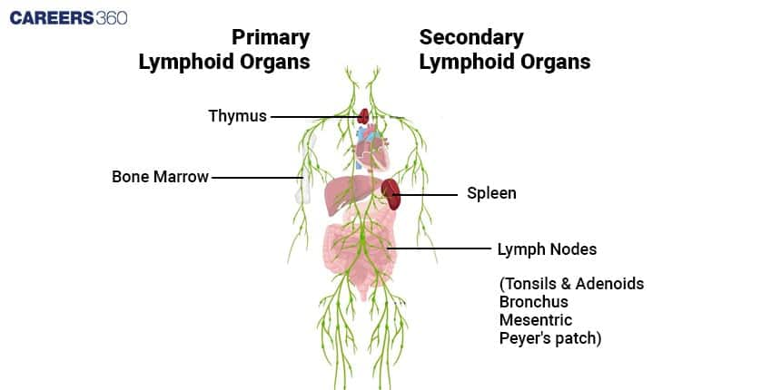 Human Lymphoid Organs