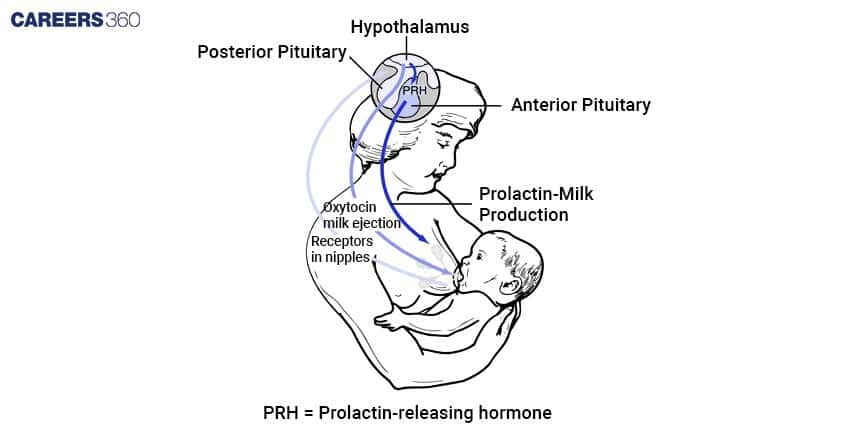 Lactation Preparation