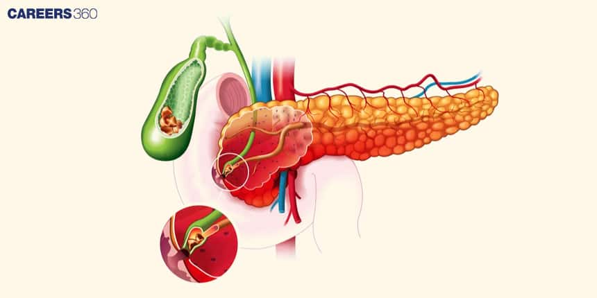 Pancreas Structure