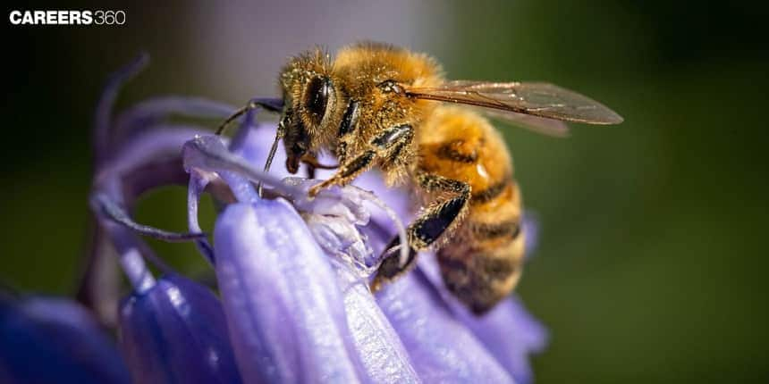 Mutualistic Relationship between Bees and Flowers