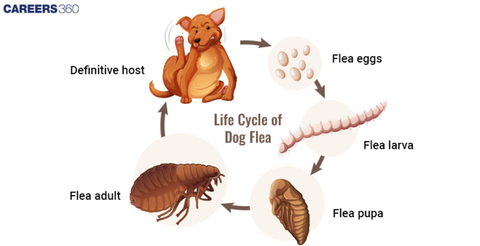 Parasitic relationship between  Flea and  Dog