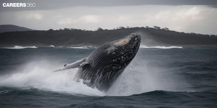 Commensal relationship between Barnacles and Whales