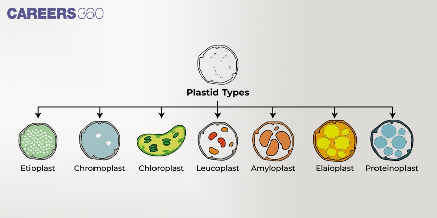 Types of Plastids