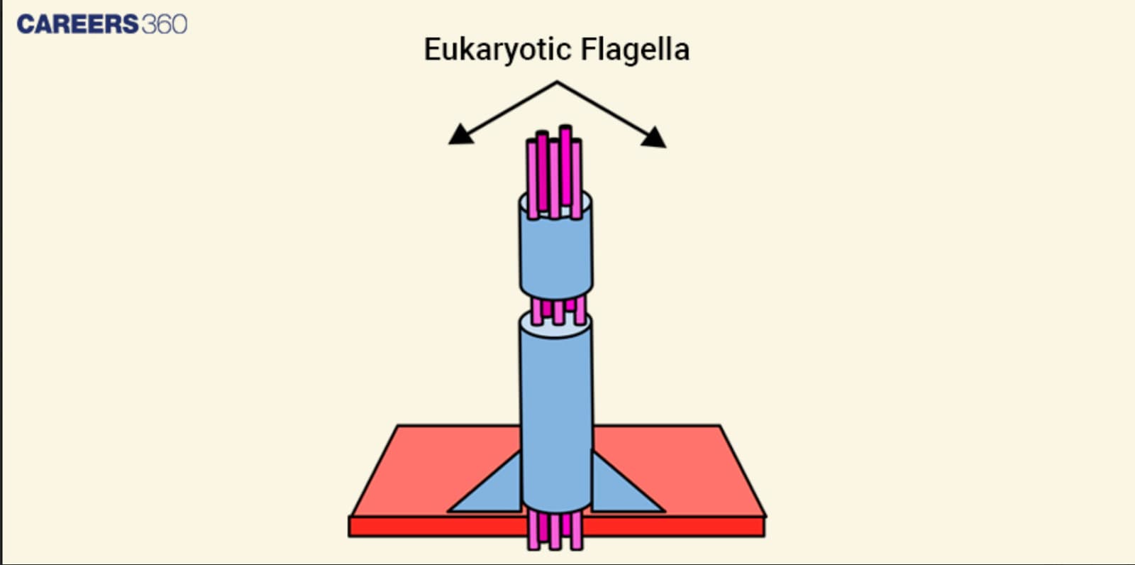 Eukaryotic flagella