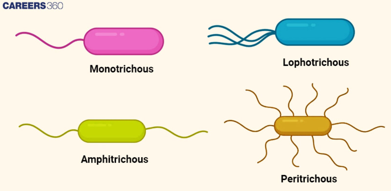 Types of flagella