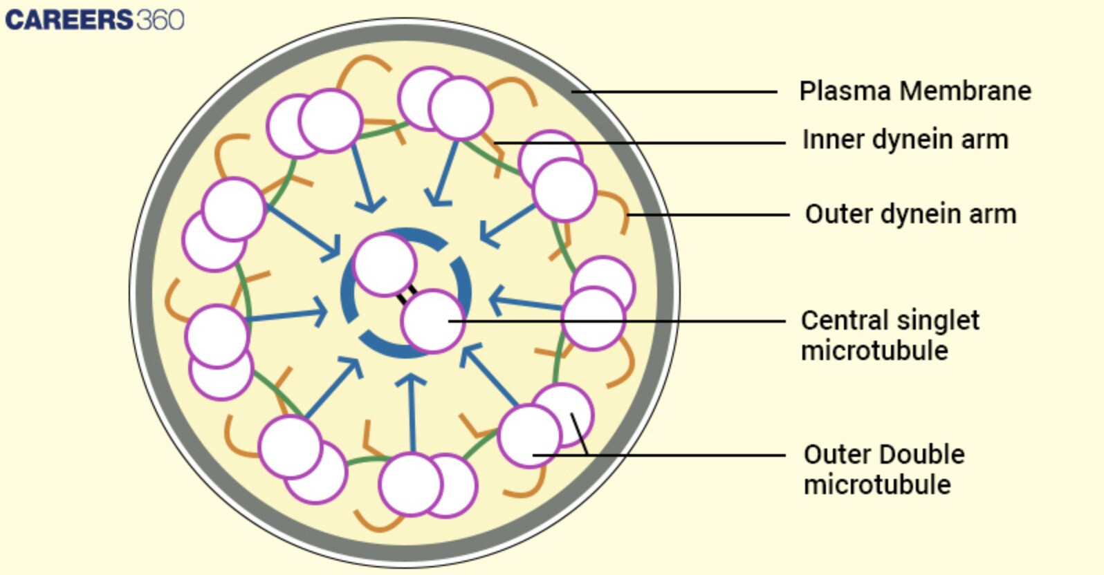 "9+2" structure of microtubules