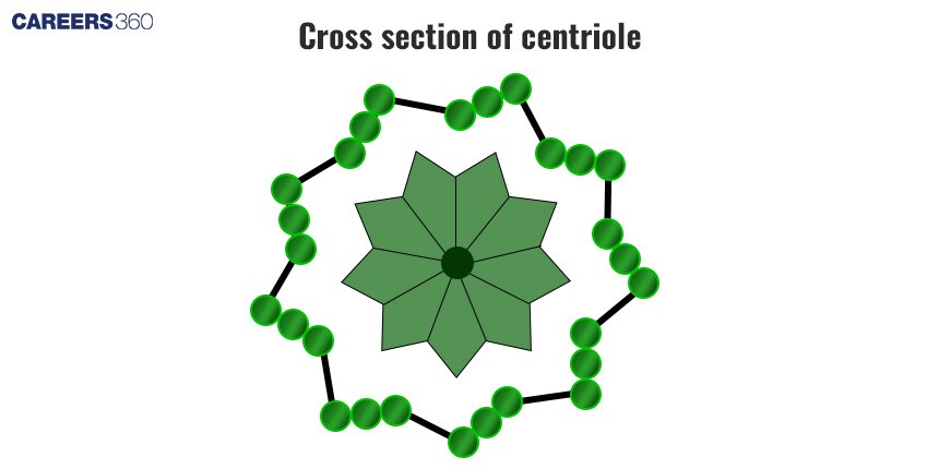 Centriole