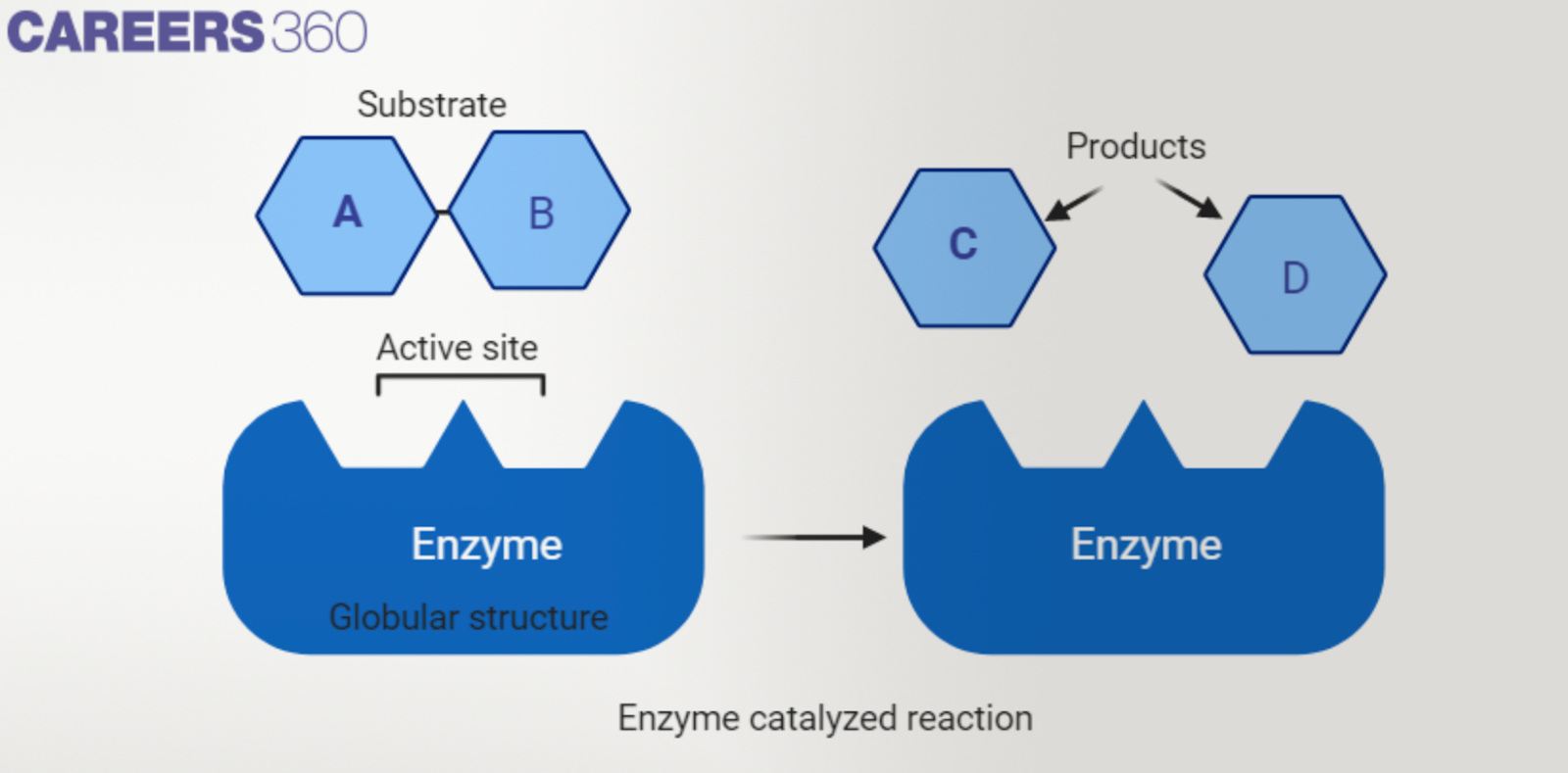 Enzyme structure