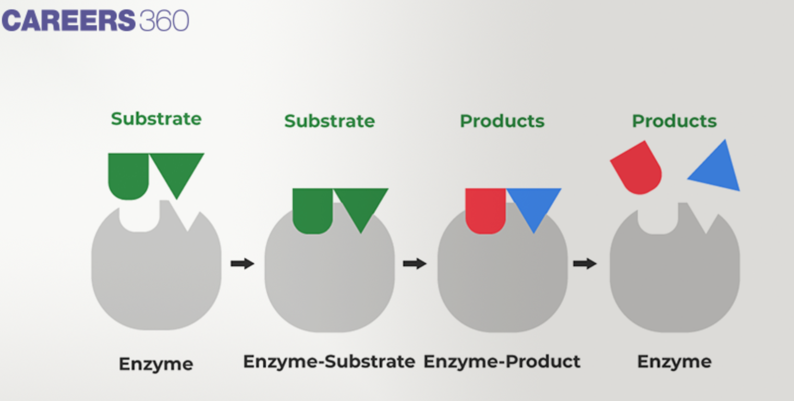 Enzyme action mechanism