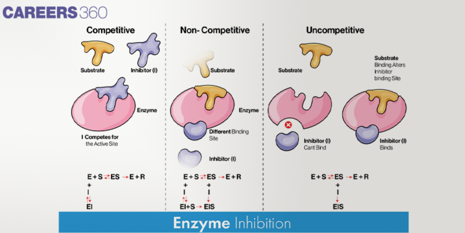 Enzyme inhibition