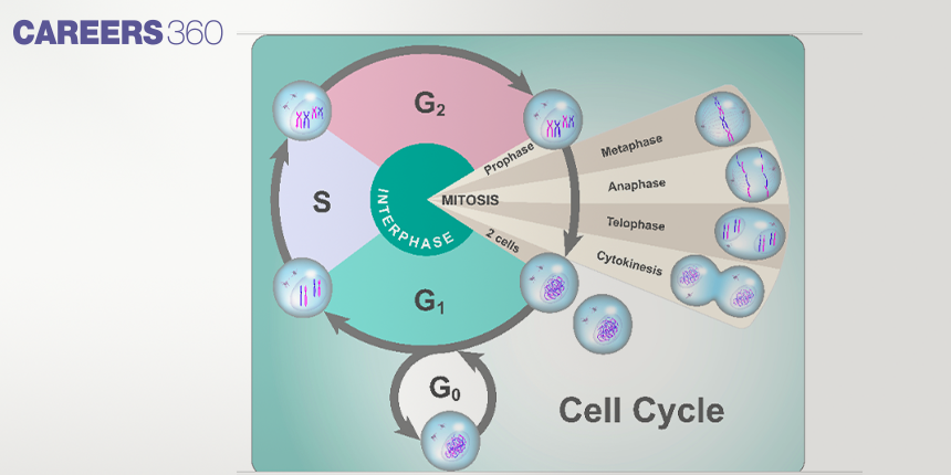 Cell Cycle