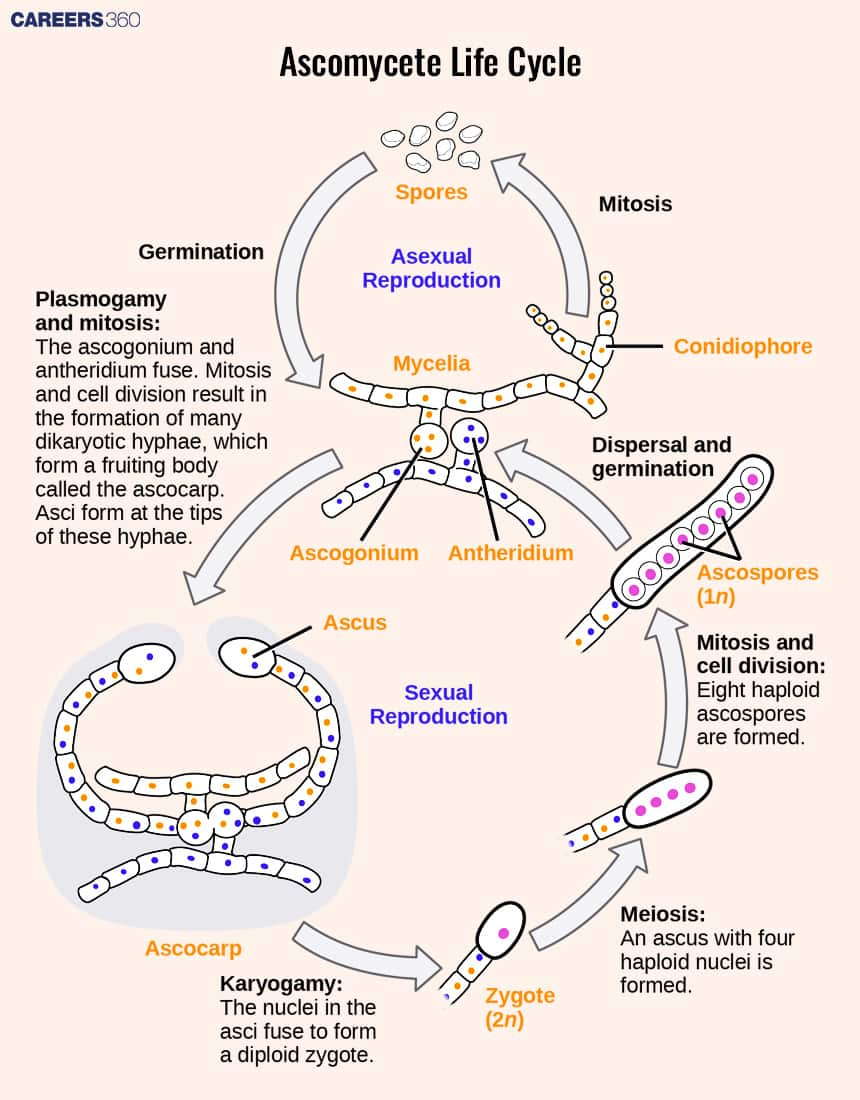 Life Cycle of an Ascomycete