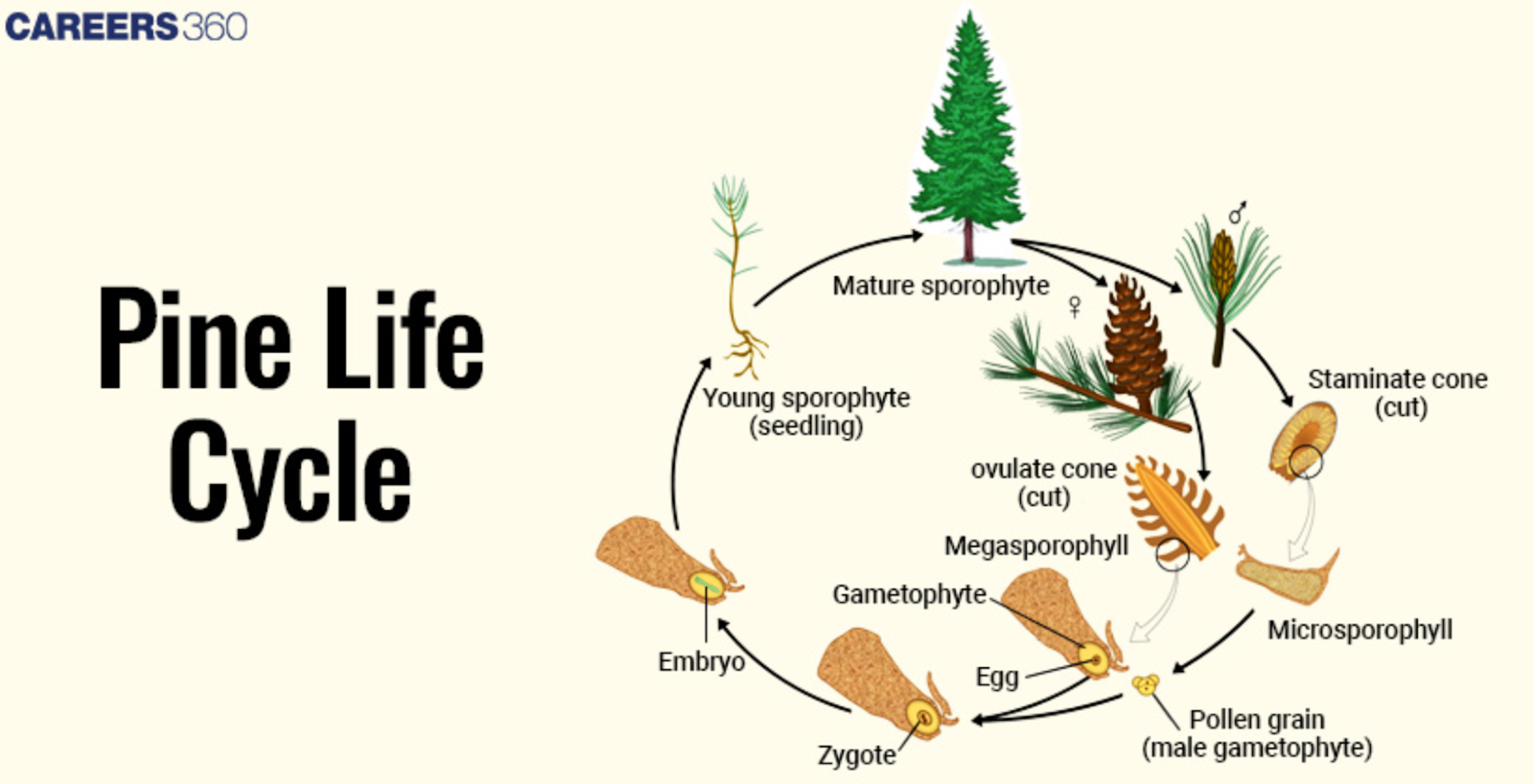 Life Cycle Of A Pine Tree