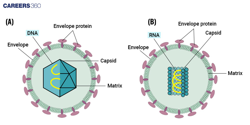 Difference between DNA and RNA Viruses: Key Differences and Comparison