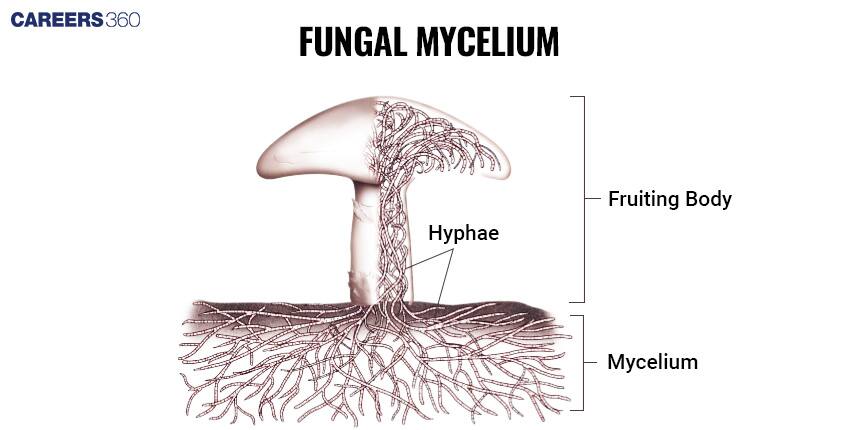 Fungal Mycellium