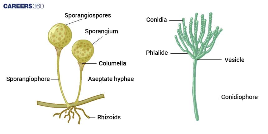 Sporangia and Conidia