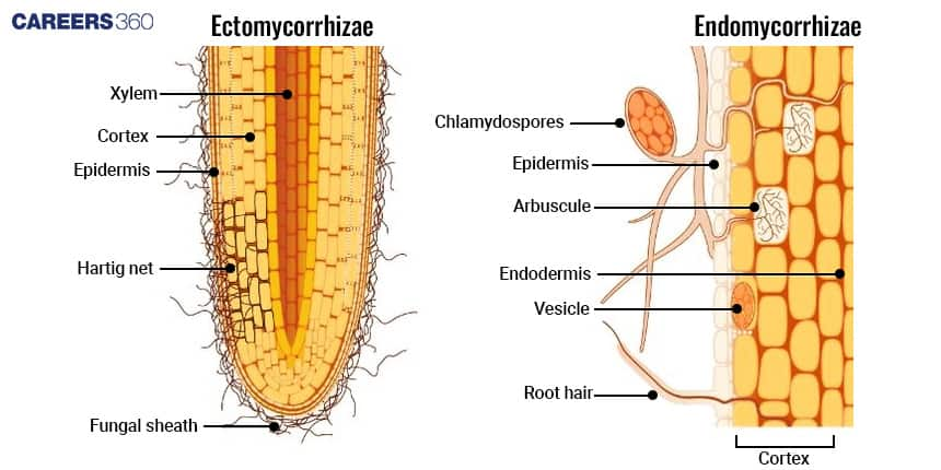 Mycorrhiza diagram