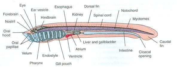 Cyclostomata: Definition, Meaning, Characteristics, Classifications ...