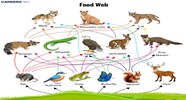 Food Chain And Food Web Definition Types Diagram And Examples