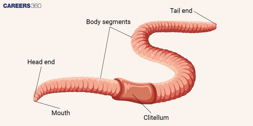 Earthworm