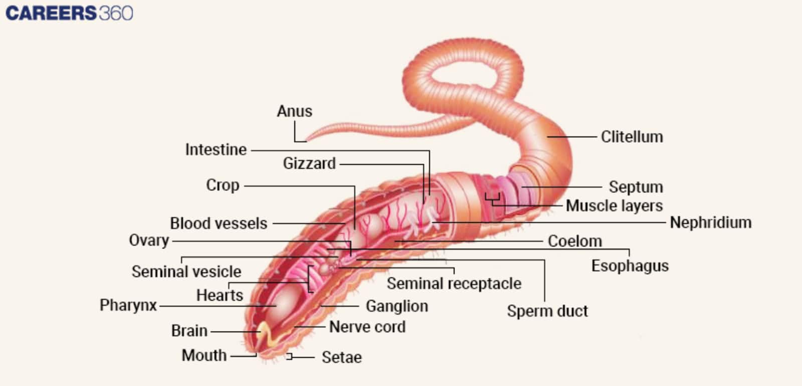 Earthworm Respiratory System