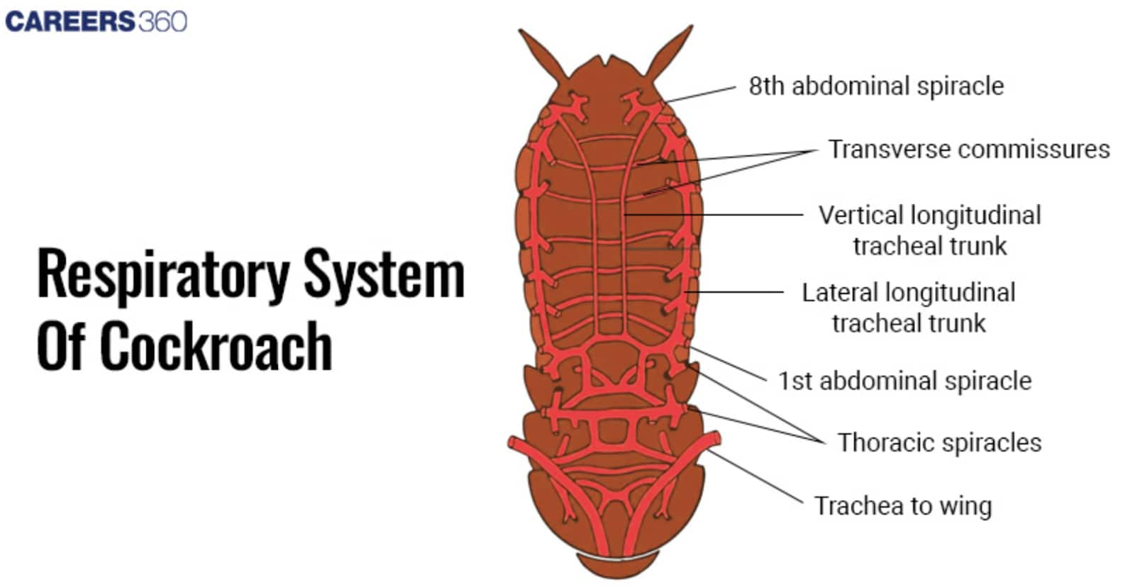 Respiratory System in Cockroach