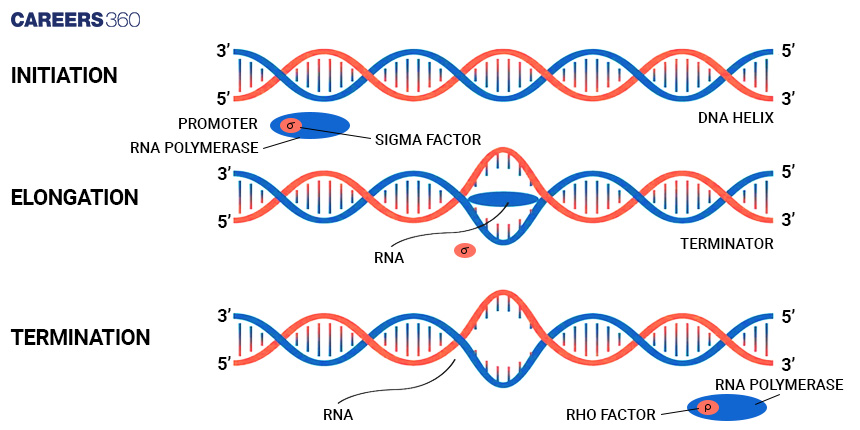 RNA: Definition, Structure, Types, Functions, Examples