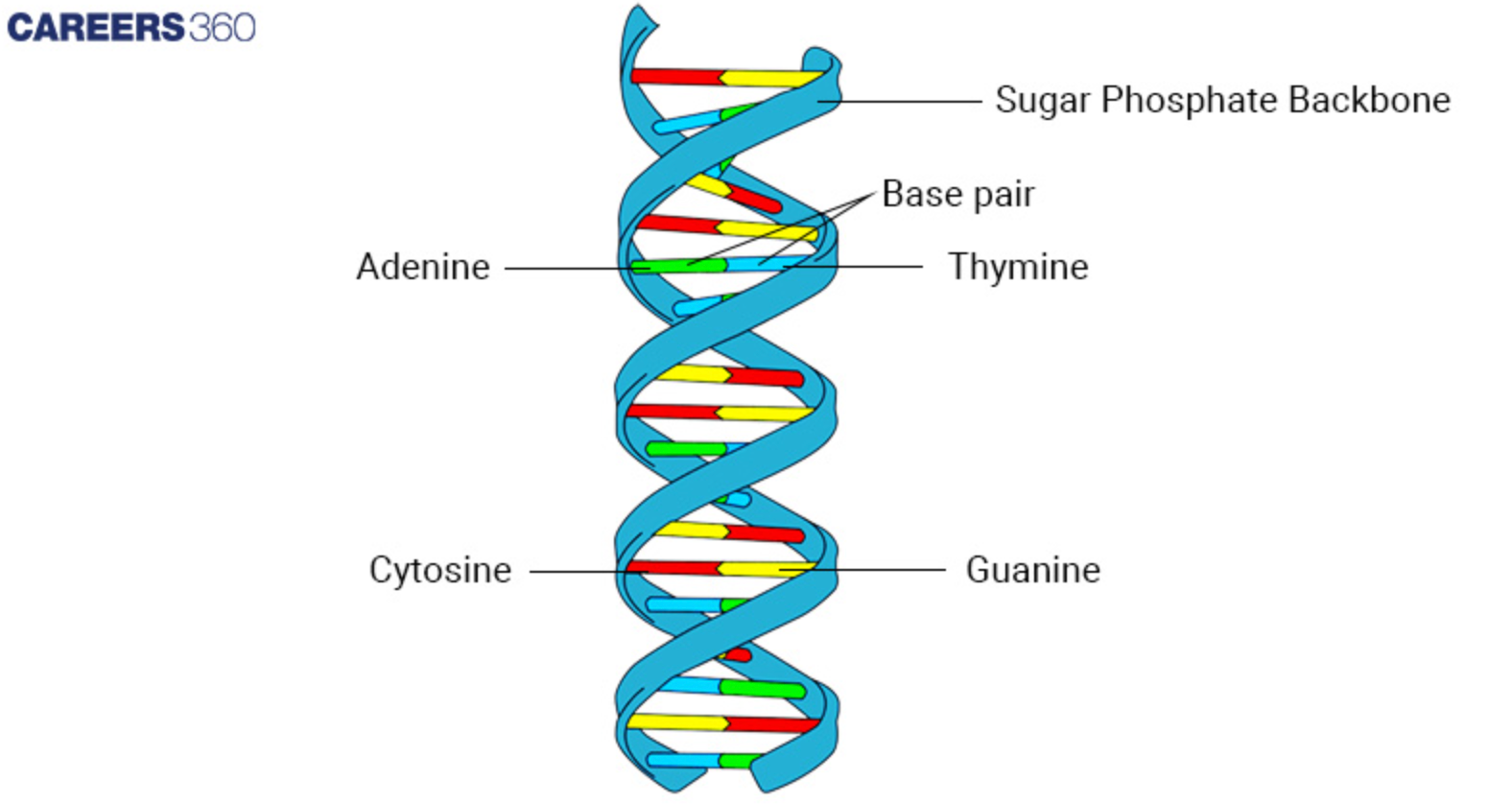 DNA structure