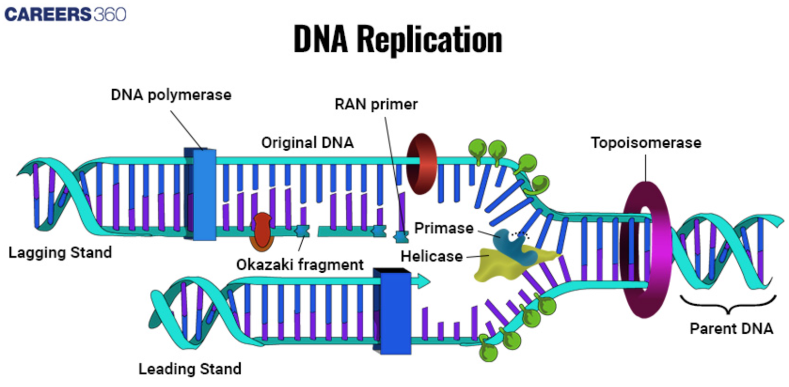 DNA Replication