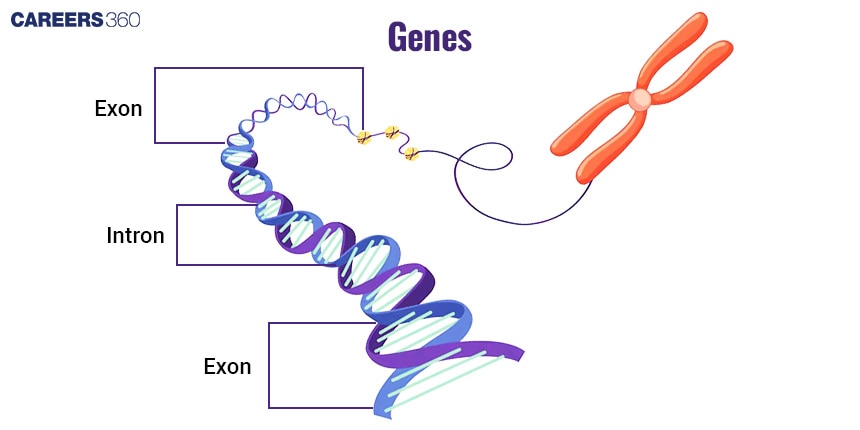 Genes: Definition, Structure, Expression, Facts, Characteristics, Functions