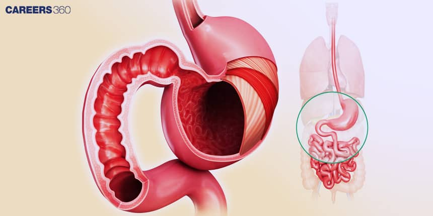 Alimentary Canal