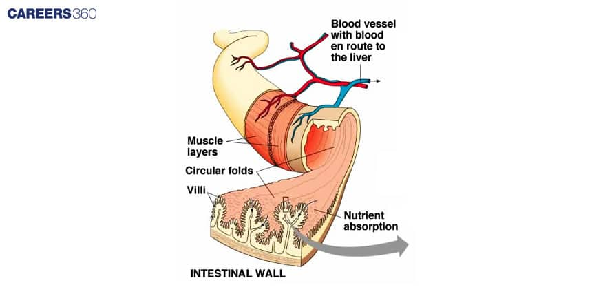 Intestinal Wall