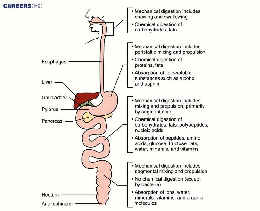 Peristalsis