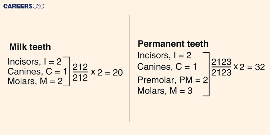 Dental Formula- Dentition, Differences, Types, FAQs