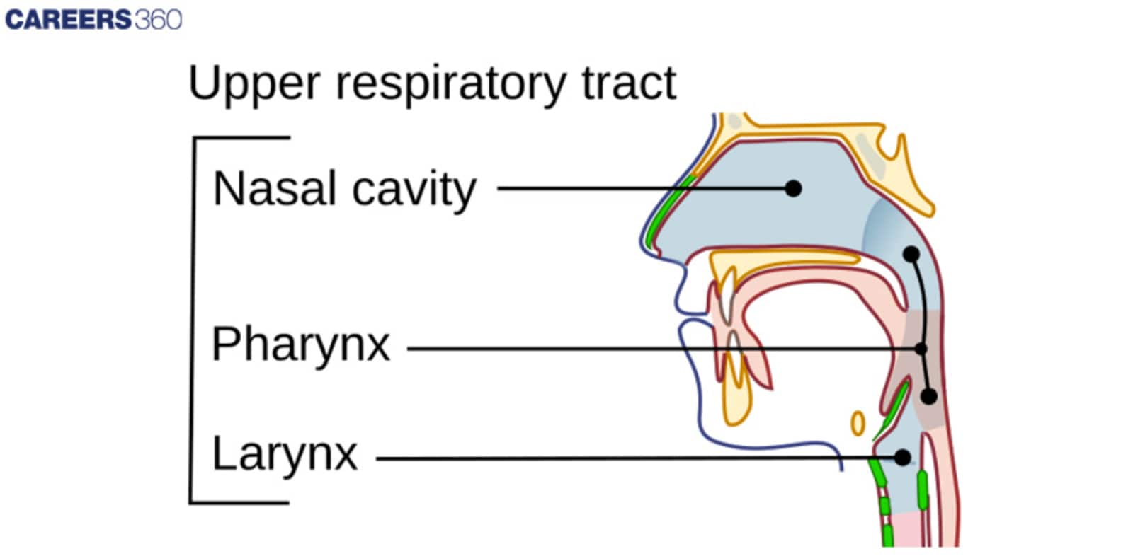 Upper respiratory tract