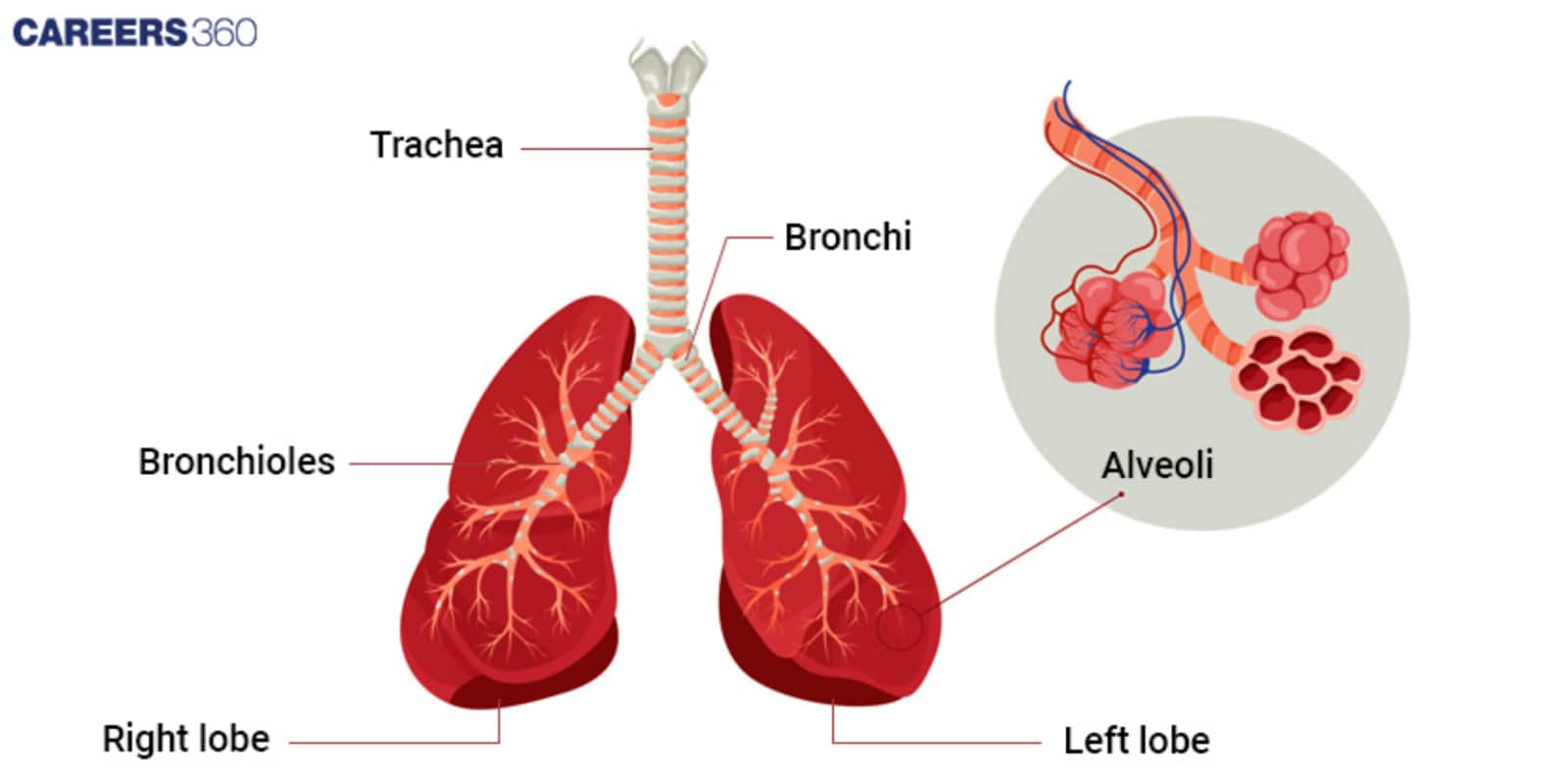 Lungs and alveoli