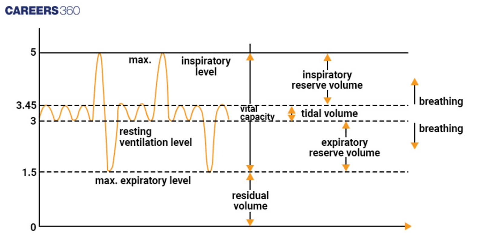 Graph depicting Lung volumes and capacity