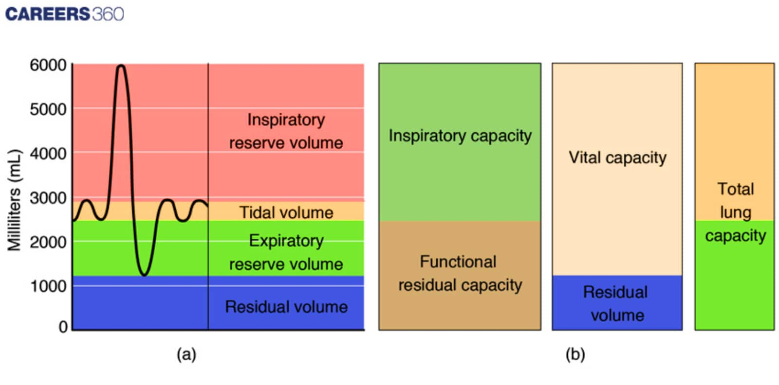 Lung volumes and capacity