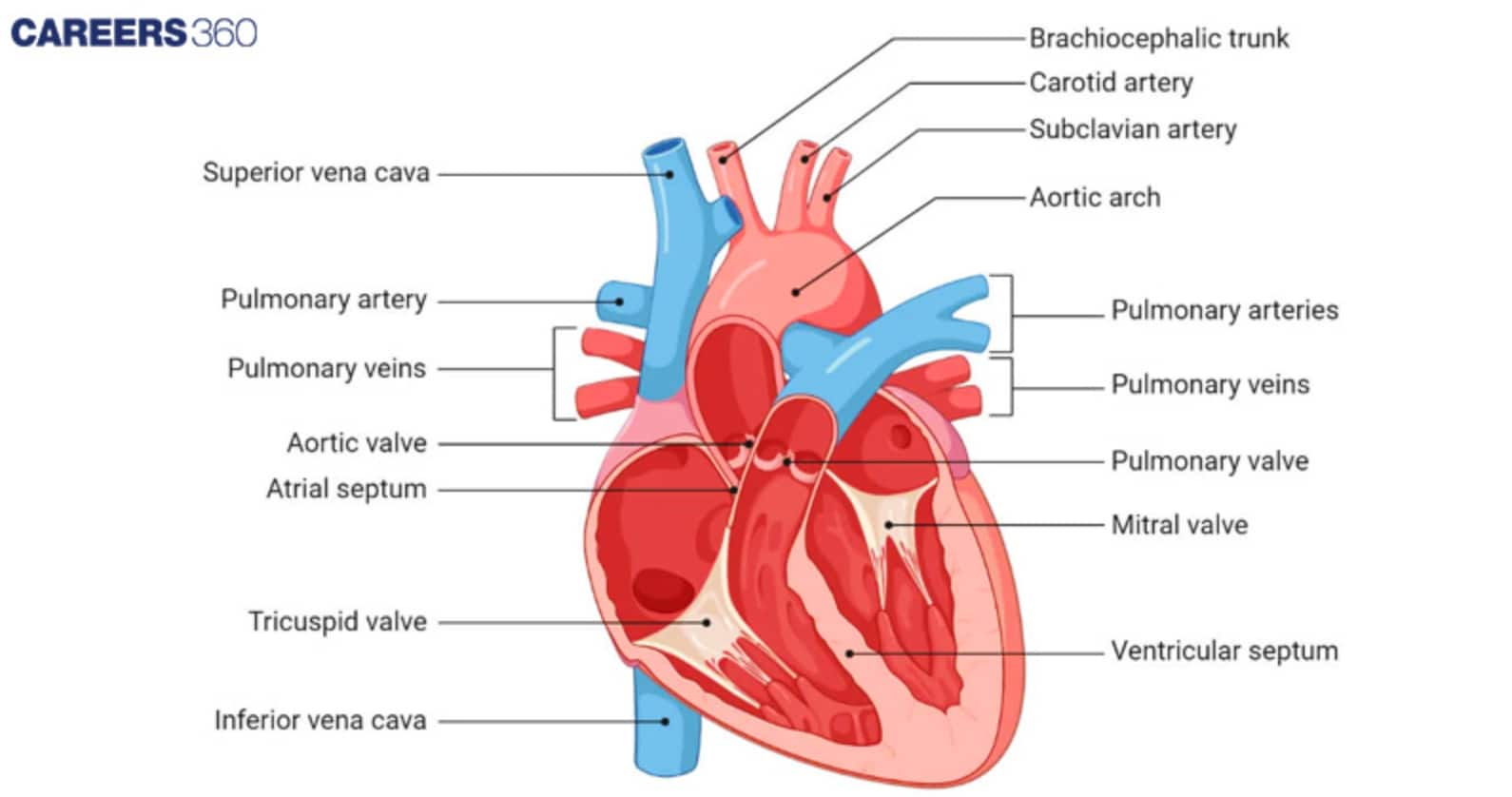 Diagram of the Heart Chambers