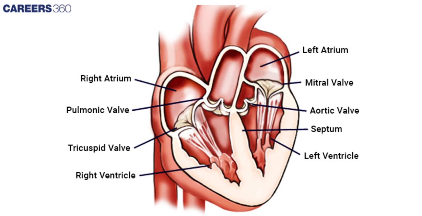 Location and Function of Each Valve