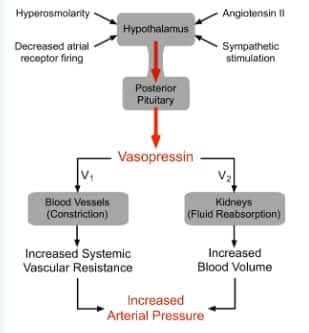 Vasopressin Mechanism of Action