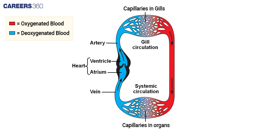 Difference between Single and Double Circulation