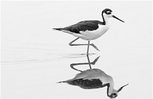 Symmetrical Reflection of Bird in Water