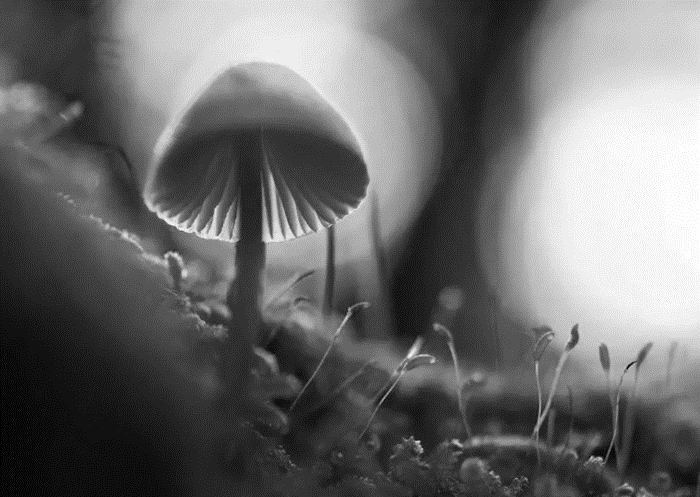 image of a Mushroom, Asymmetrical Composition