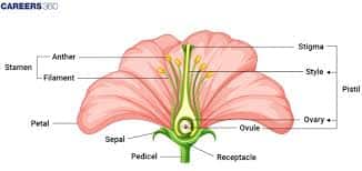 structure of flower