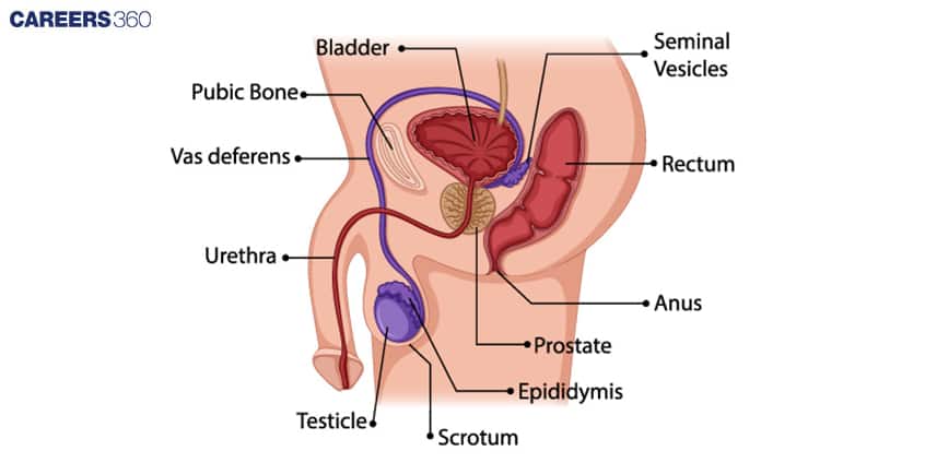 male reproductive system