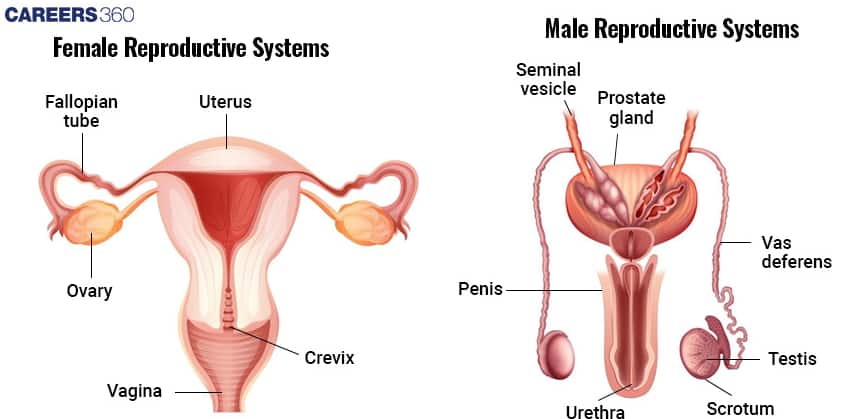 human reproduction