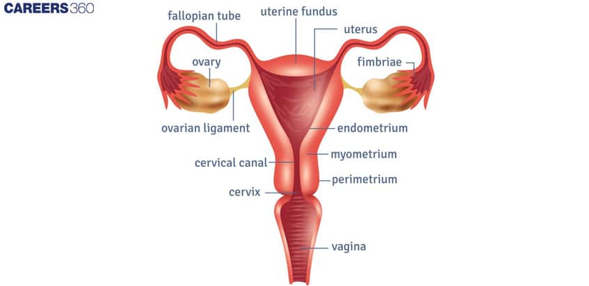 female reproductive system