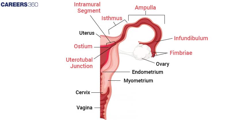 fallopian tube