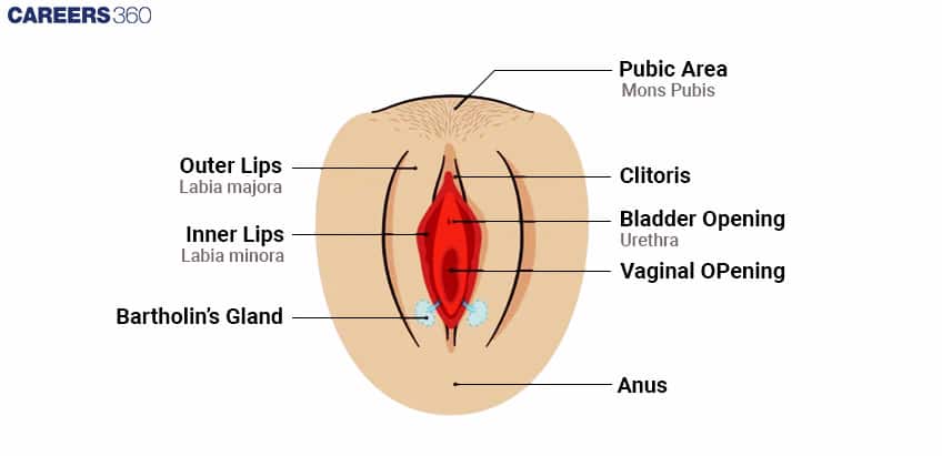 femal external genetilia organs